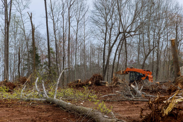 Mono Vista, CA Tree Services Company